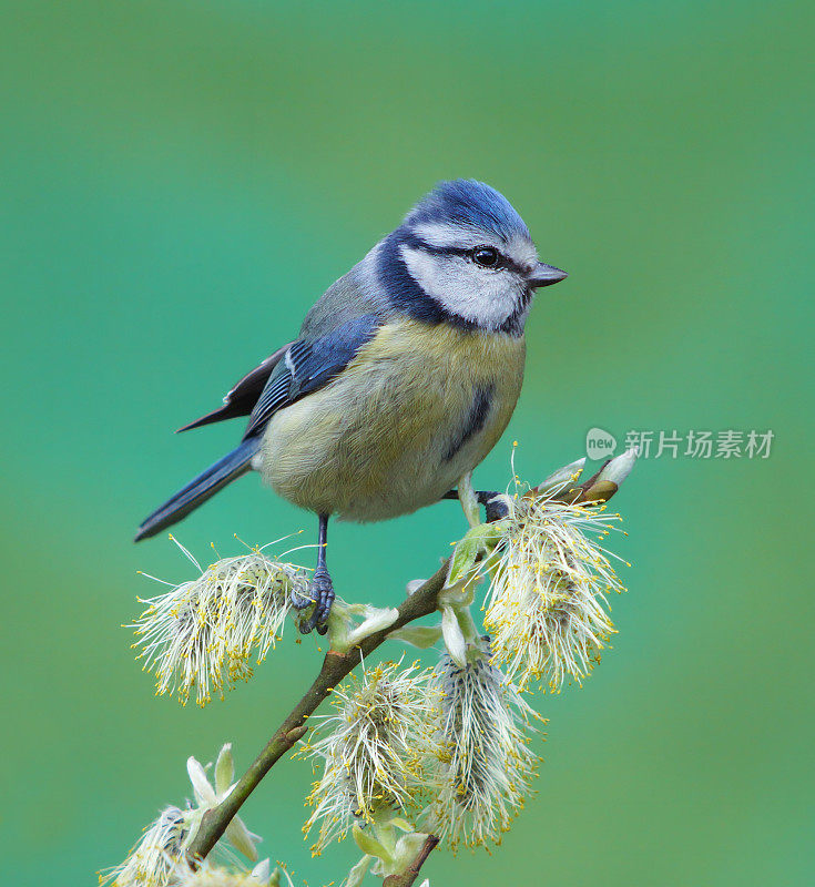 Bluetit katkin上